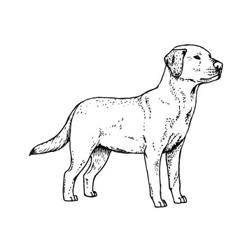 Hand drawn dog labrador. Vector sketch.
