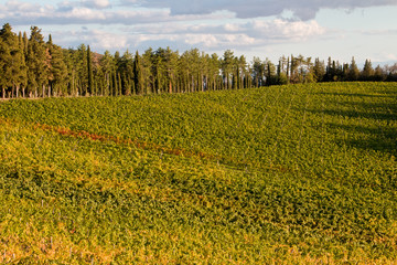 vineyard chianti 