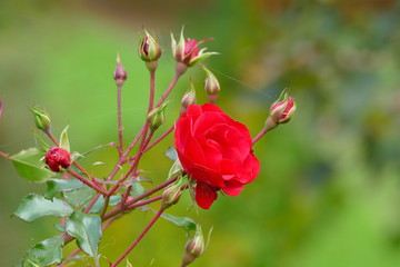 autumn last red rose