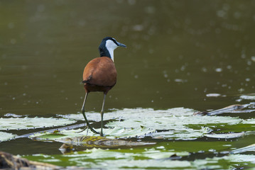 African Jacana