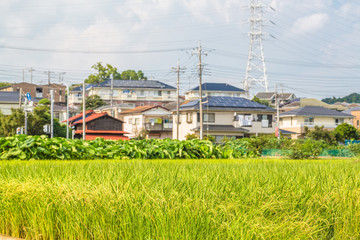 Obraz premium 住宅街の水田
