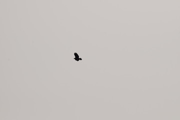 Bird of prey silhouette flying