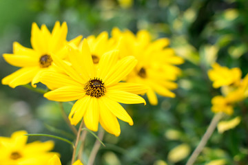 黄色いコスモス