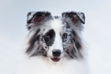 Hunting dog close-up