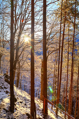 Fototapeta premium Beautiful landscape with sun rays in winter forest