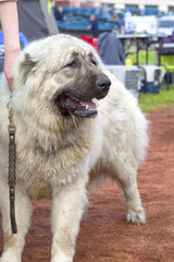 Caucasian Shepherd Dog