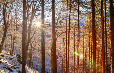 Beautiful landscape with sun rays in winter forest