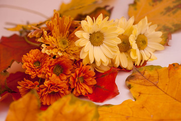Autumn Concept. Flowers and yellowed leaves of maple and oak. Background of chrysanthemums.