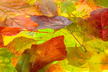 Obraz premium colorful autumn background. red, green and orange autumn leaves.