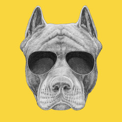Portrait of Pit Bull with sunglasses. Hand-drawn illustration.