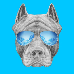 Portrait of Pit Bull with mirrored sunglasses  . Hand-drawn illustration.