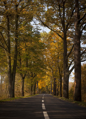 Fototapeta premium Tree-Lined Road in Autumn