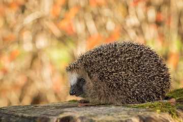 European hedgehog, Erinaceus europaeus with soft colorful autumn leaves in the background