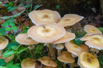 Essbare Pilze im Wald 