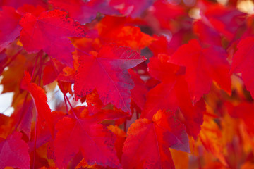 Red Maple Leaves