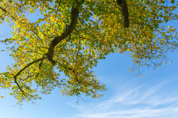 Hintergrund mit Farbe vom Baum