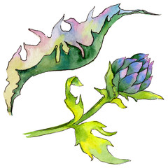 Fototapeta premium Wildflower thistle flower in a watercolor style isolated. Full name of the plant: thistle, budyak. Aquarelle wild flower for background, texture, wrapper pattern, frame or border.