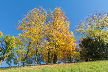 Herbstfarben in der Natur
