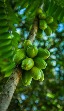 Averrhoa bilimbi