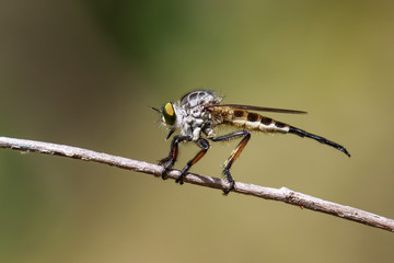 Image of a robber fly(Asilidae) on a branch on the natural background. Insect. Animal.