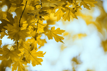  leaves in autumn forest
