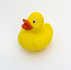 Yellow rubber duck on White Background