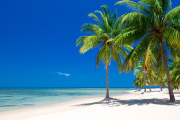 Obraz na płótnie Canvas beach and tropical sea
