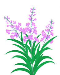 Fototapeta na wymiar Vector illustration floral and herbal pattern.