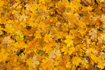 golden carpet of fallen autumn leaves