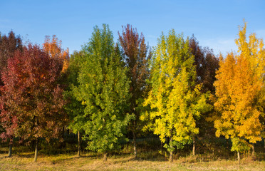 Fototapeta premium Colorful trees in autumn