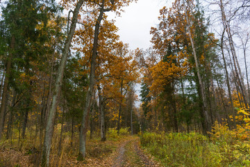 autumn forest