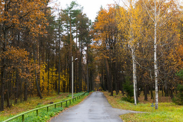 Obraz premium road in autumn forest