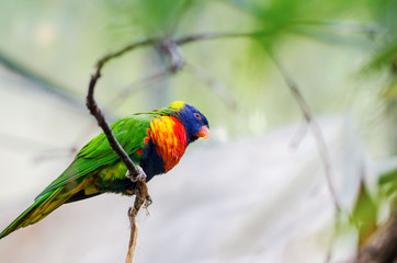 Bunter Papagei auf einem Ast