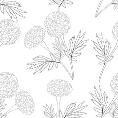 Marigold on White Background. Vector Illustration
