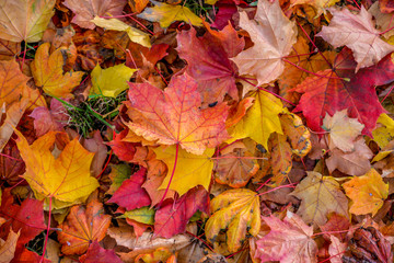 Autumn leaves