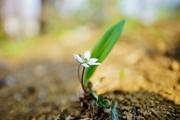 ユキワリソウの花