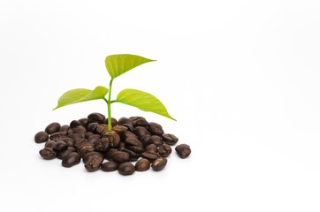 growing coffee plant and coffee beans isolate on white background