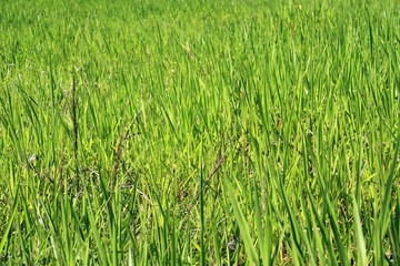 green grass in the field, Venezuela