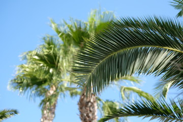 Leaves of a palm trees against blue sky