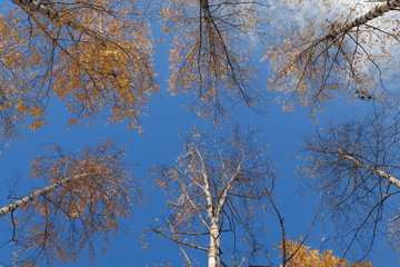 Берёзовый лес