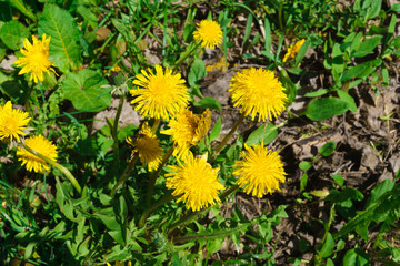 Flowering dandelion branches, in a rustic garden.