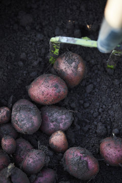 Vegetables