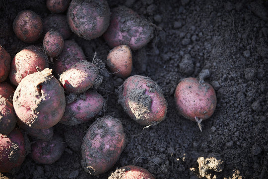 Close up of red potatoes in field