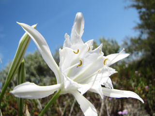 Lys blanc
