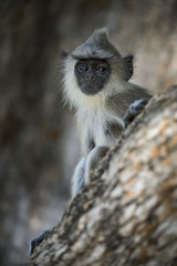 Hanuman Langur - Semnopithecus entellus, Sri Lanka