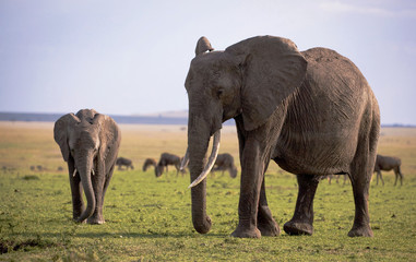A large female elephant and her calf stand on an open green plain in Kenya's Masai mara with a grazing herd of wildebeest in the background