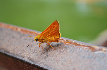 Fototapeta na wymiar Chinesische Motte auf einem rostigem Geländer