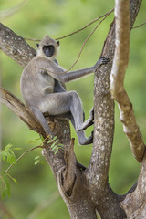 Hanuman Langur - Semnopithecus entellus, Sri Lanka