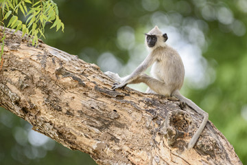 Hanuman Langur - Semnopithecus entellus, Sri Lanka