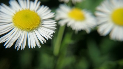 Obraz premium blumen